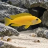 Lemon Cichlid swimming past grey rocks and snail shells over pale sand, bright yellow body