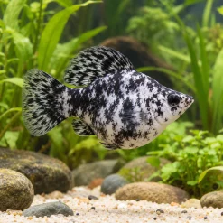 Marble Balloon Molly with a round body and black and white marbling over pebbles and plants