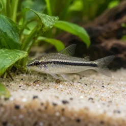 Pygmy Corydoras with a silver body and black side stripe hovering over pale sand by green plants